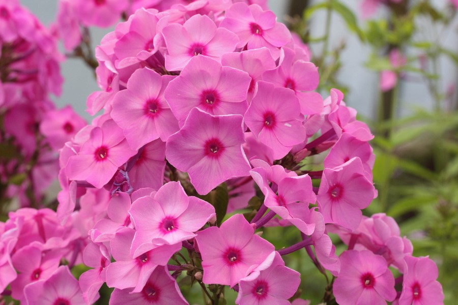 Превью изображения