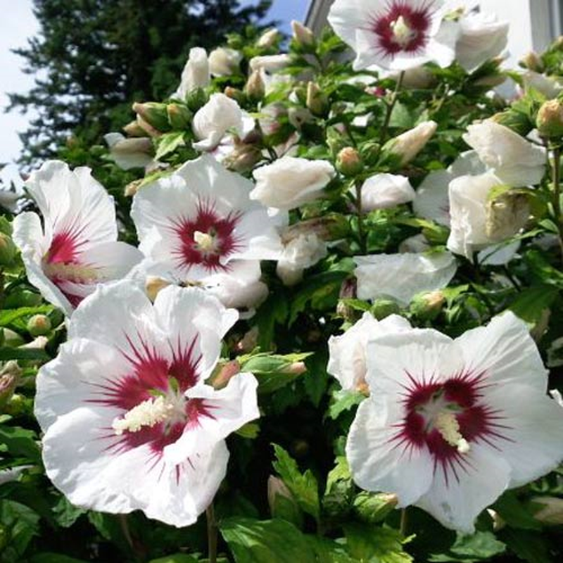 Превью изображения