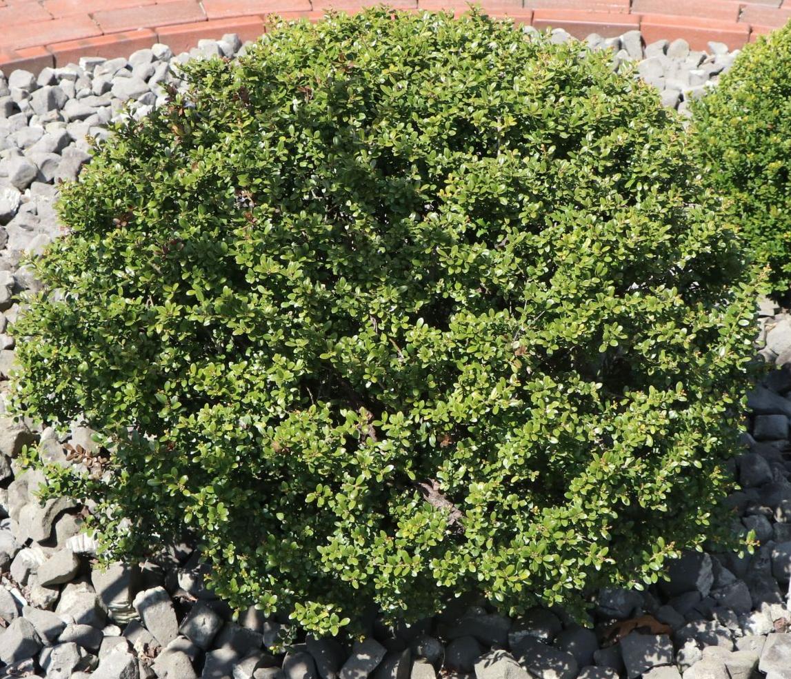 Превью изображения