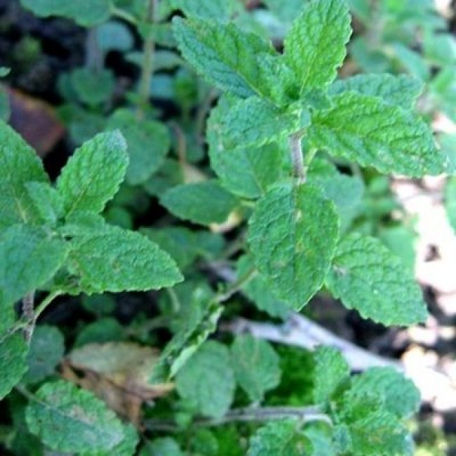 Превью изображения