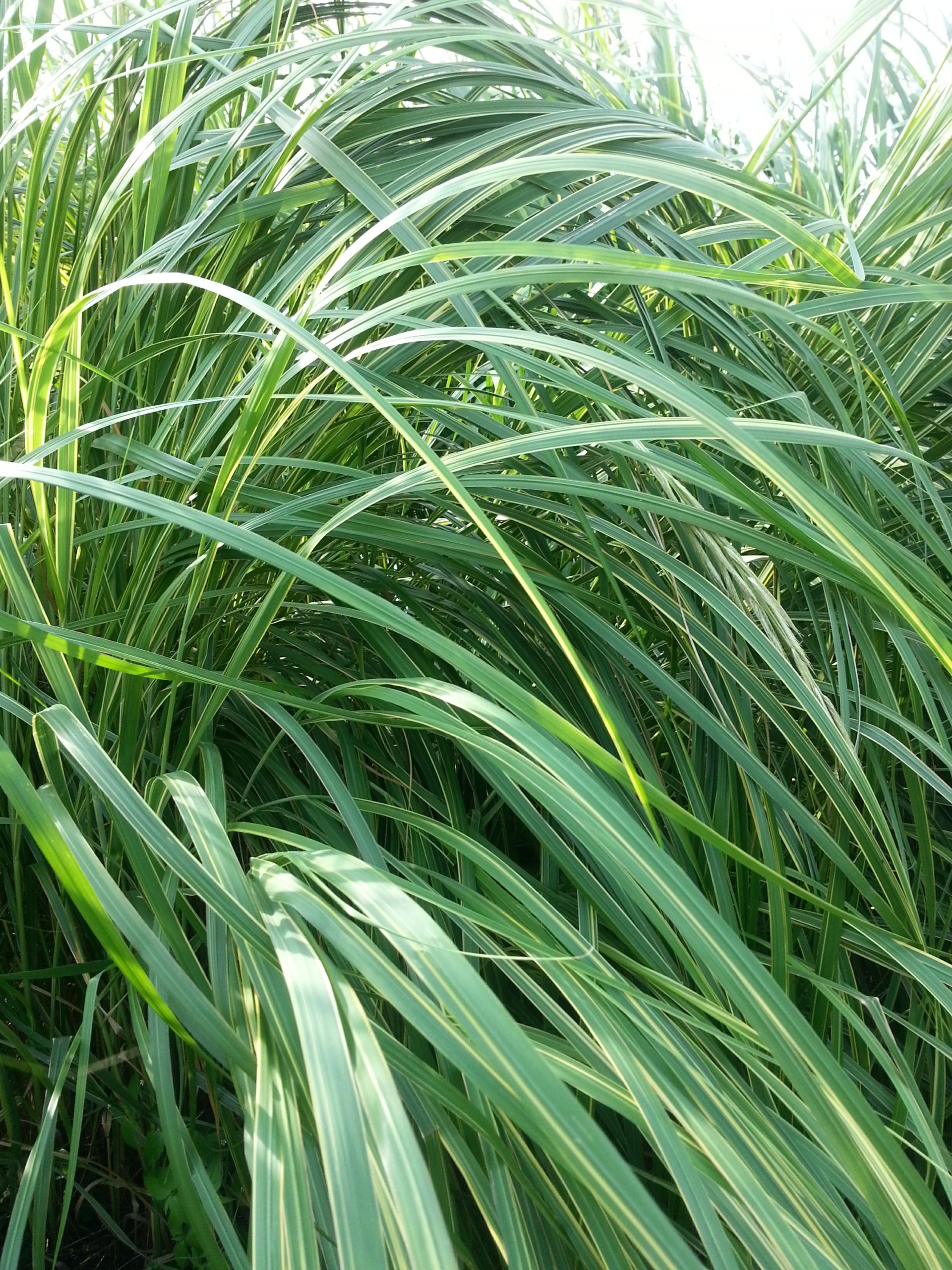 Превью изображения