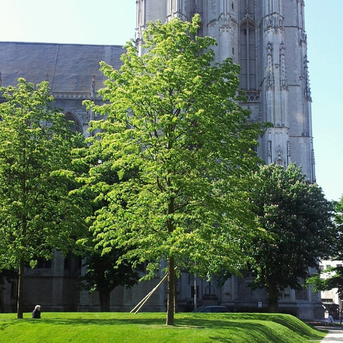 Превью изображения