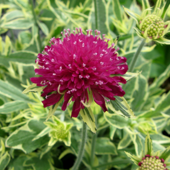 Превью изображения