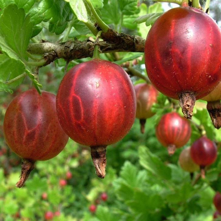 Превью изображения