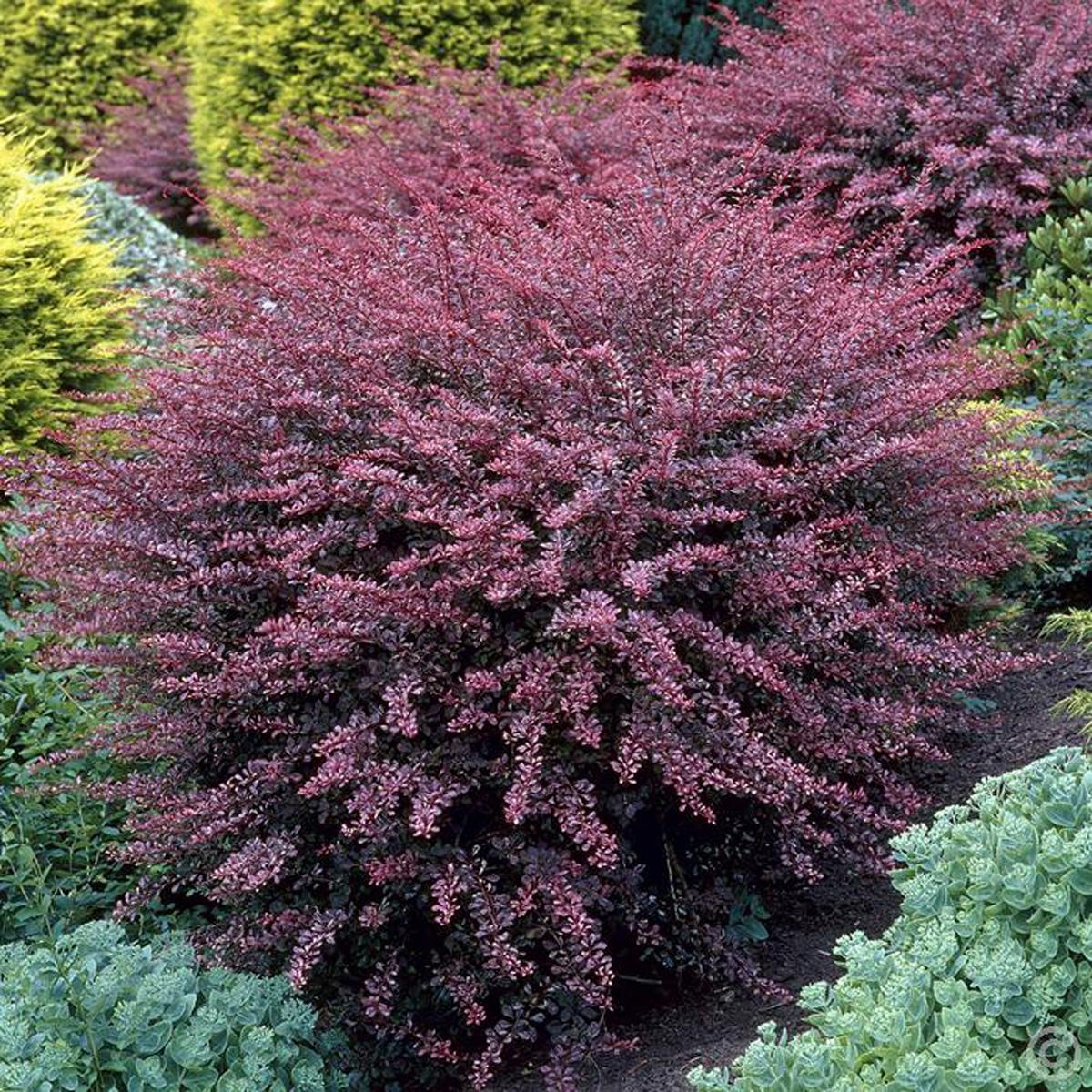 Превью изображения