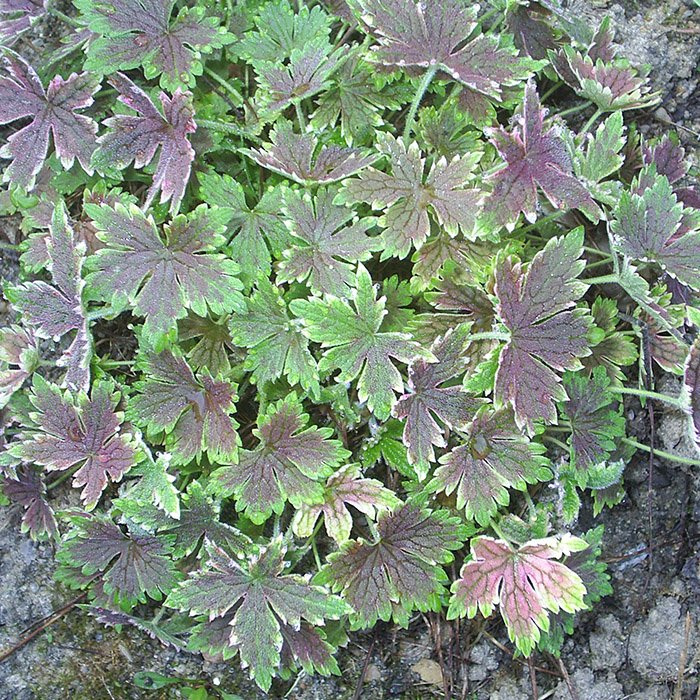 Превью изображения