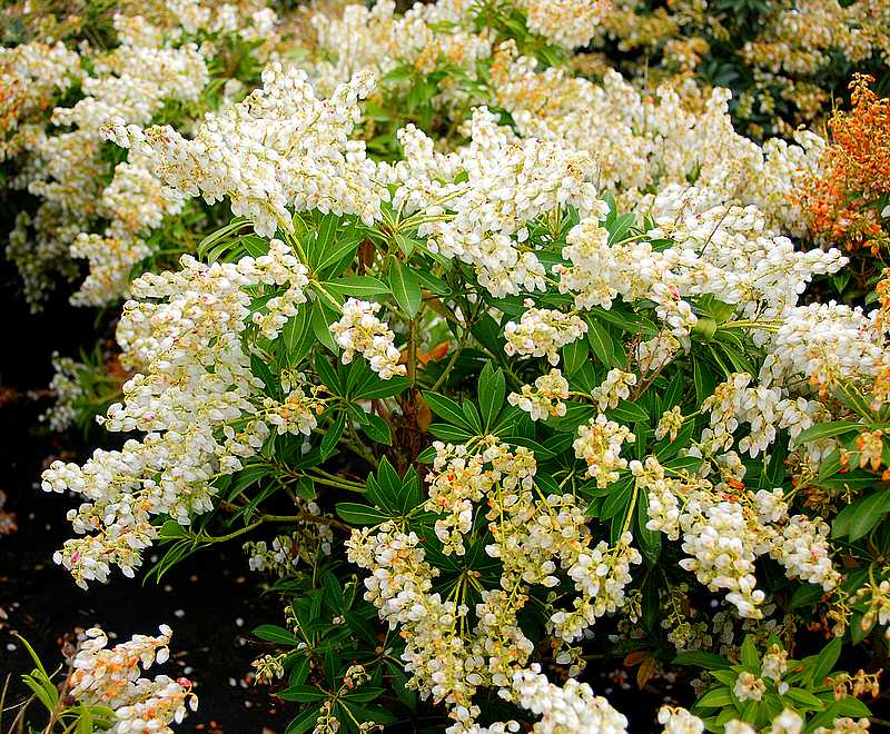 Превью изображения