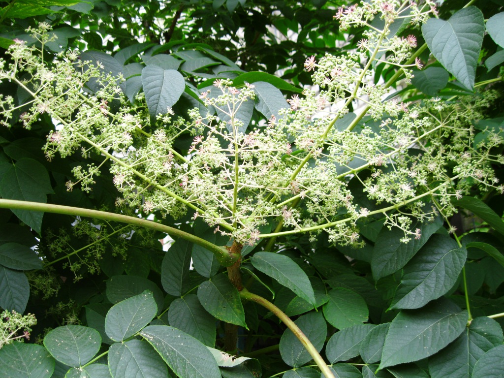 Превью изображения