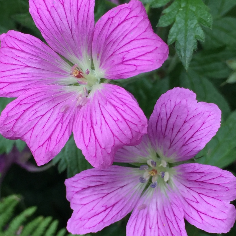 Превью изображения