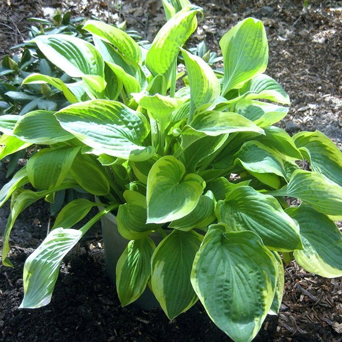 Превью изображения