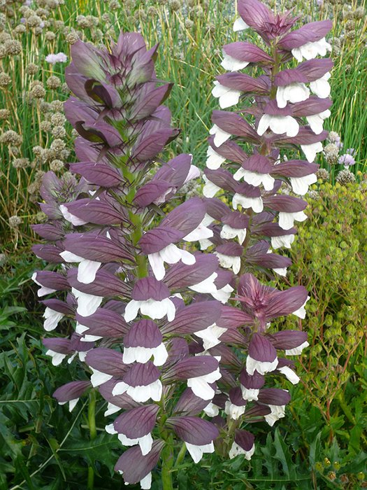 Превью изображения