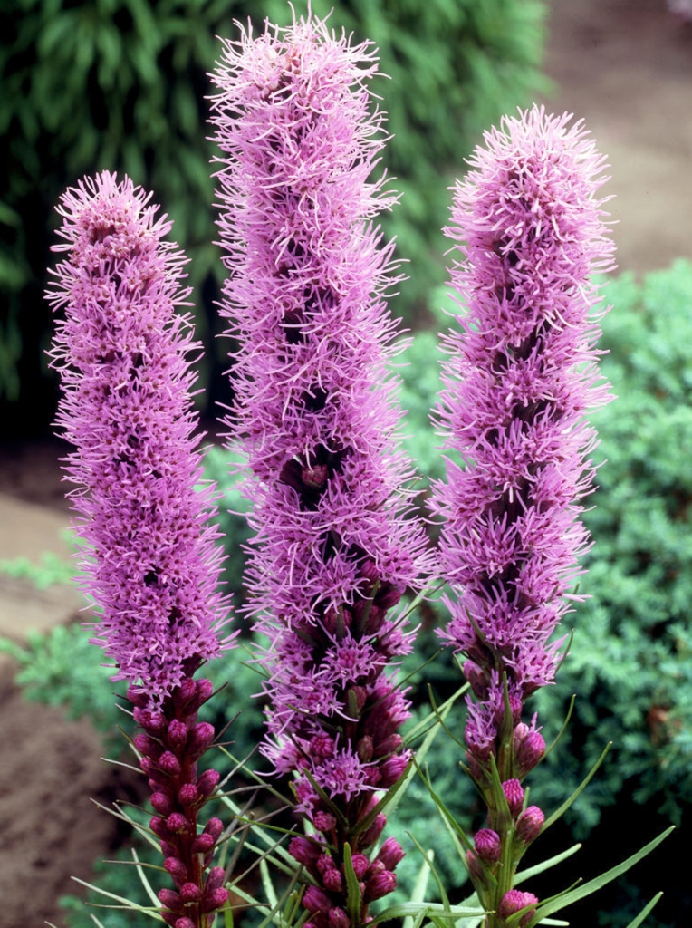 Превью изображения