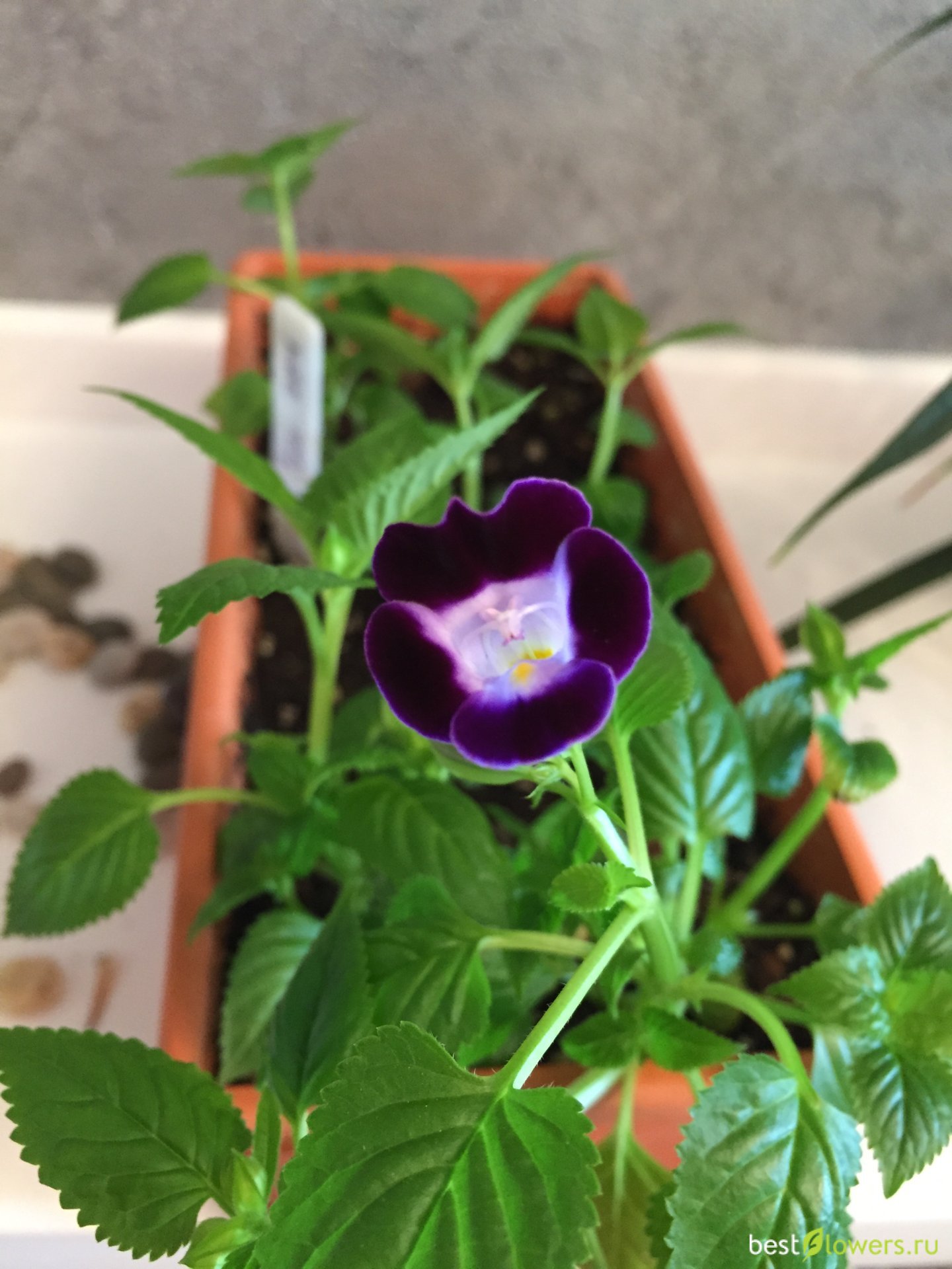 Превью изображения