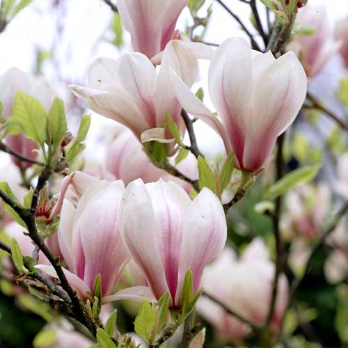 Превью изображения