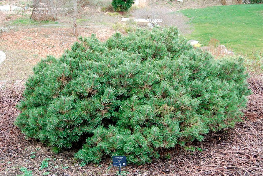 Превью изображения