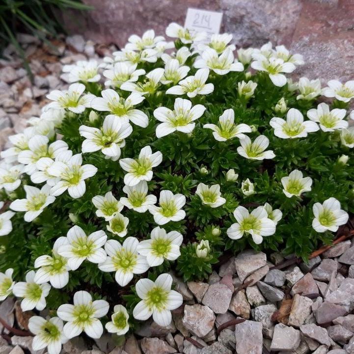 Превью изображения