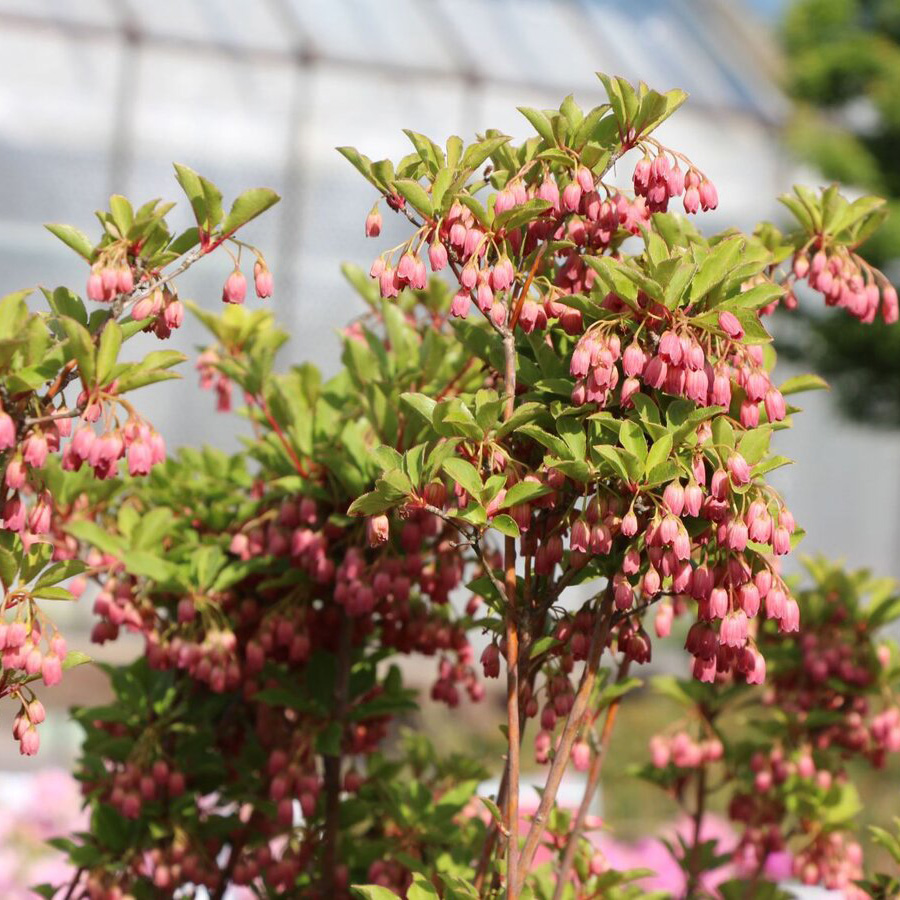 Превью изображения