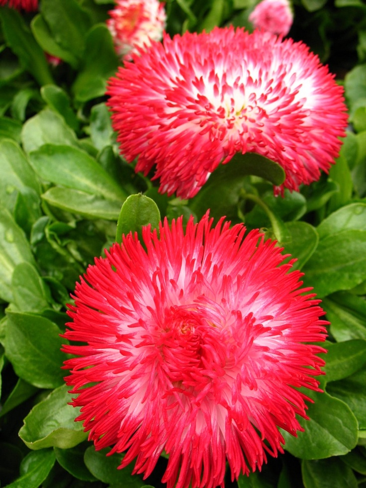 Превью изображения