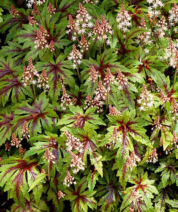 Превью изображения