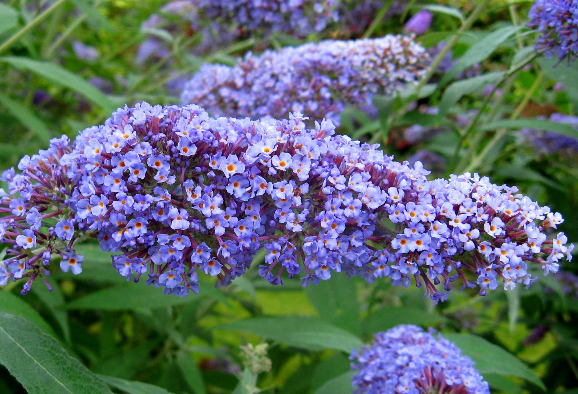 Превью изображения