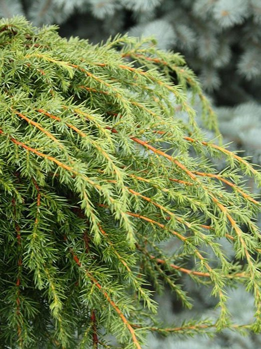 Превью изображения