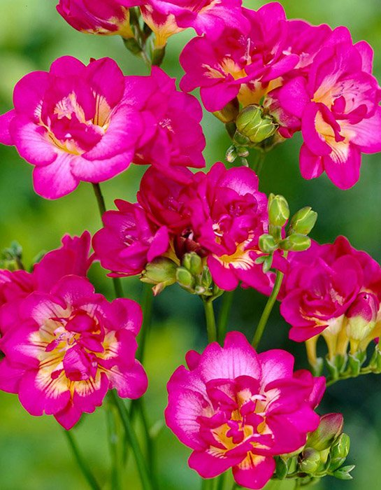 Превью изображения