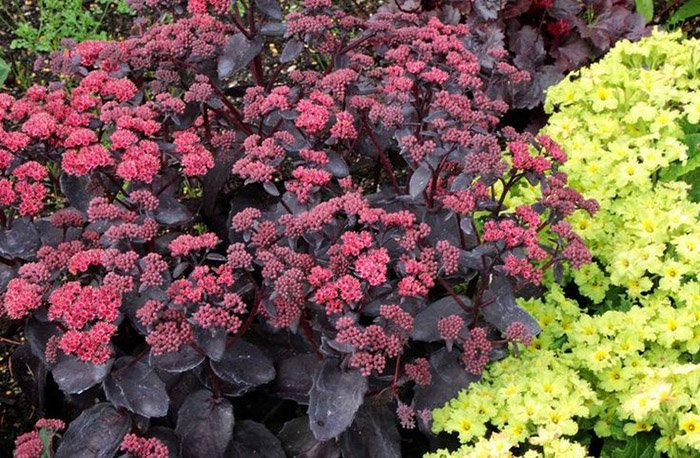 Превью изображения