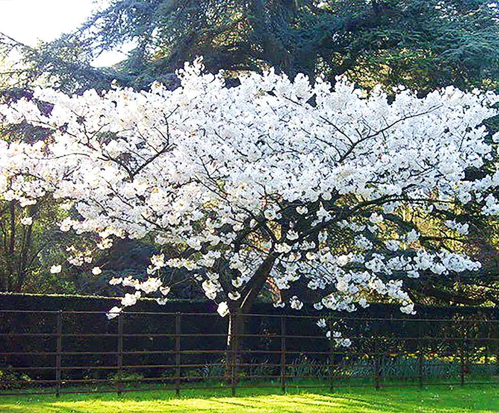 Превью изображения