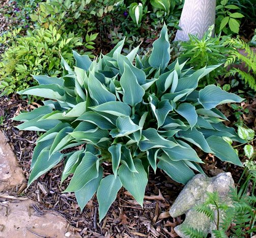 Превью изображения