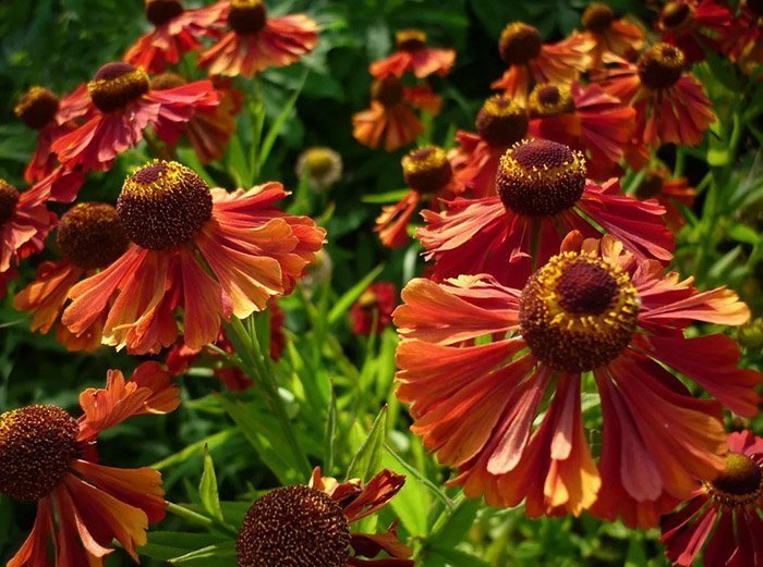 Превью изображения