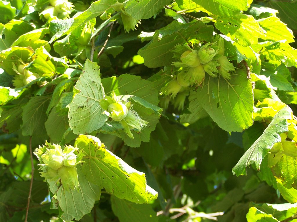 Превью изображения