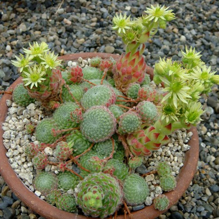 Превью изображения