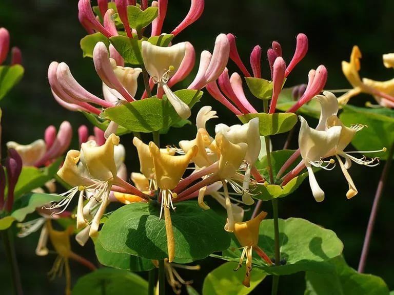 Превью изображения