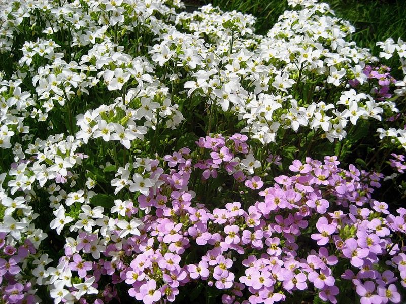 Превью изображения