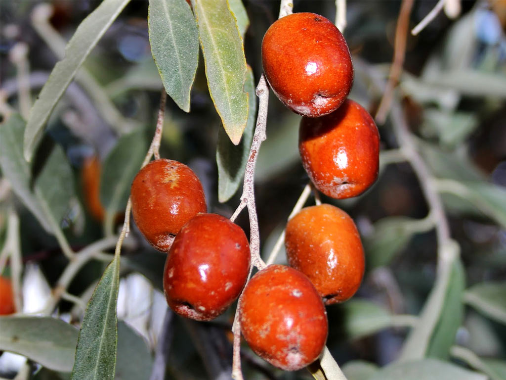 Превью изображения