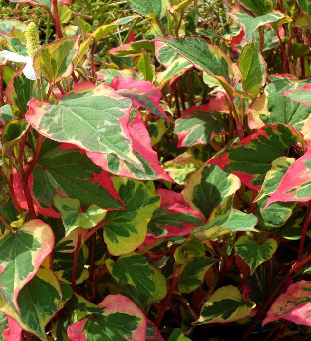 Превью изображения