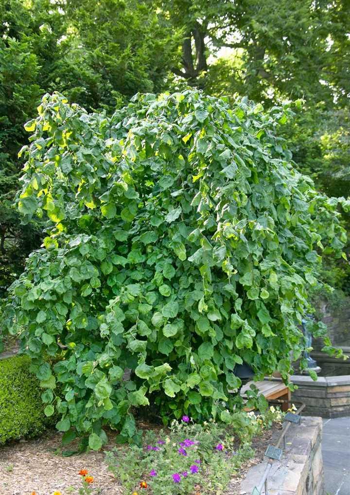 Превью изображения