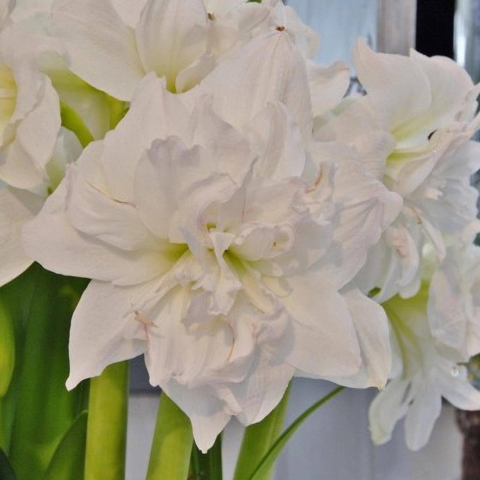 Превью изображения