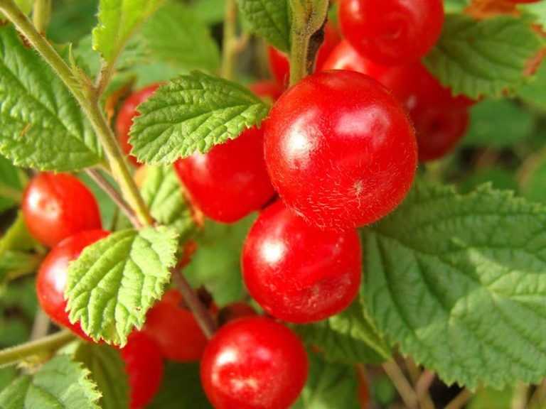 Превью изображения