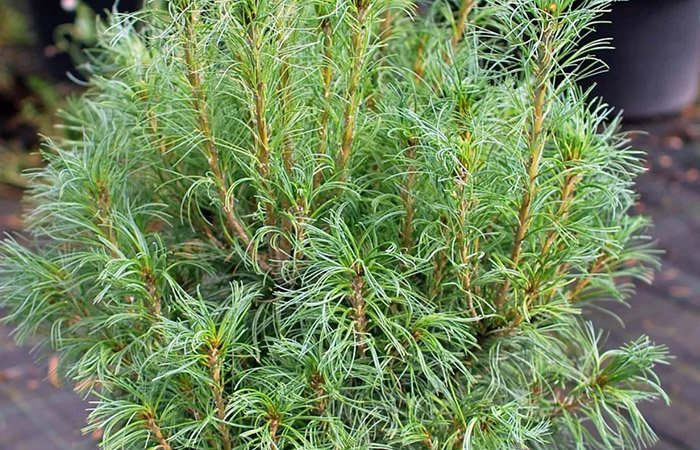 Превью изображения