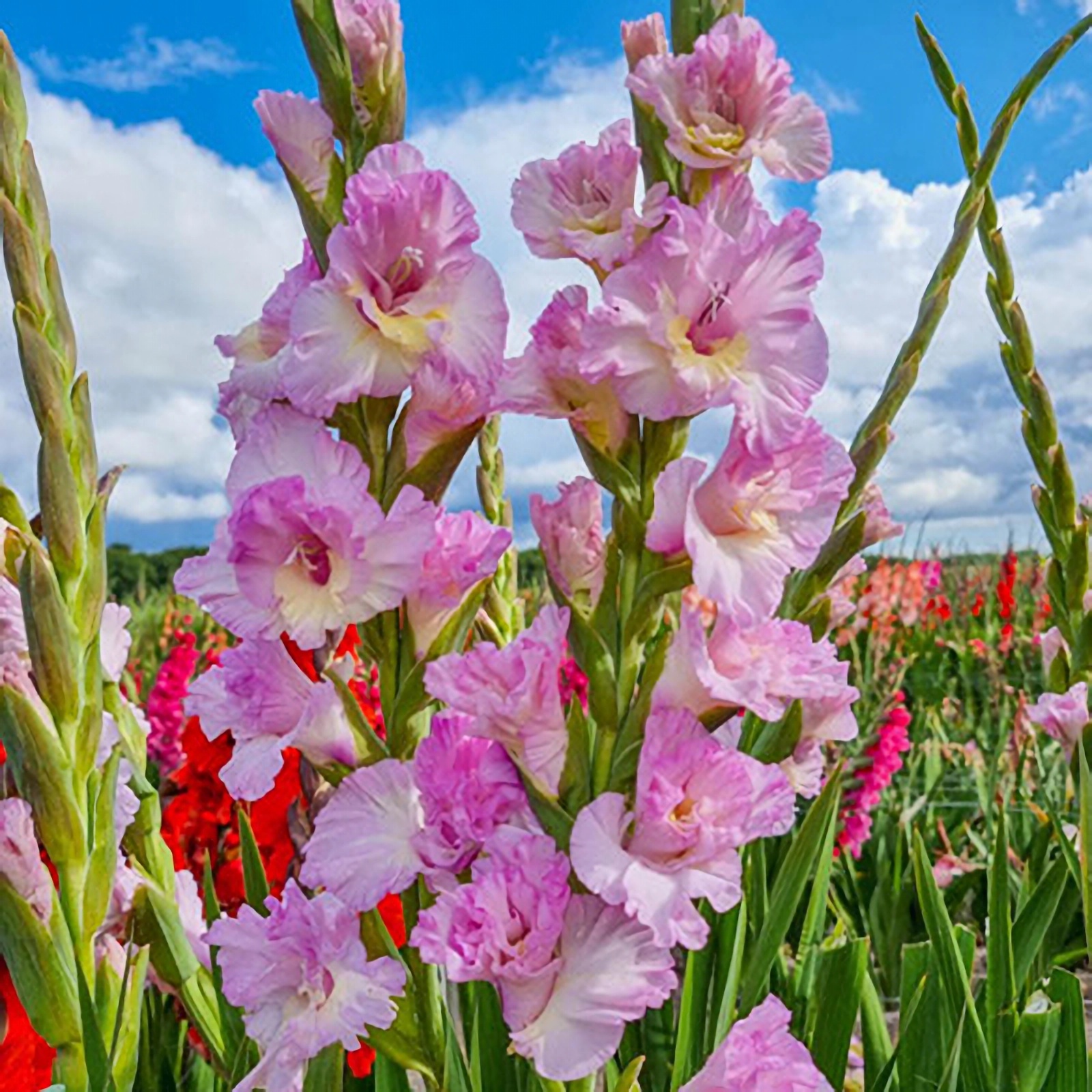 Превью изображения