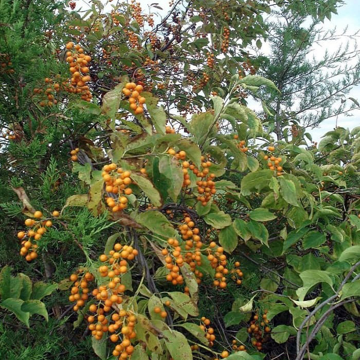 Превью изображения