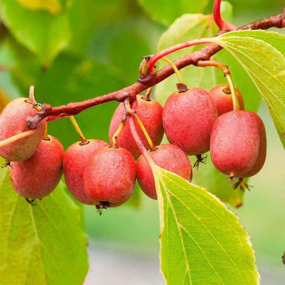 Превью изображения