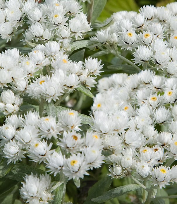 Превью изображения