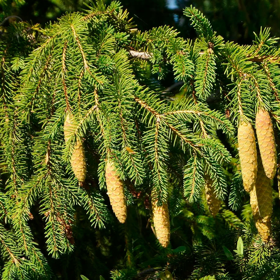 Превью изображения