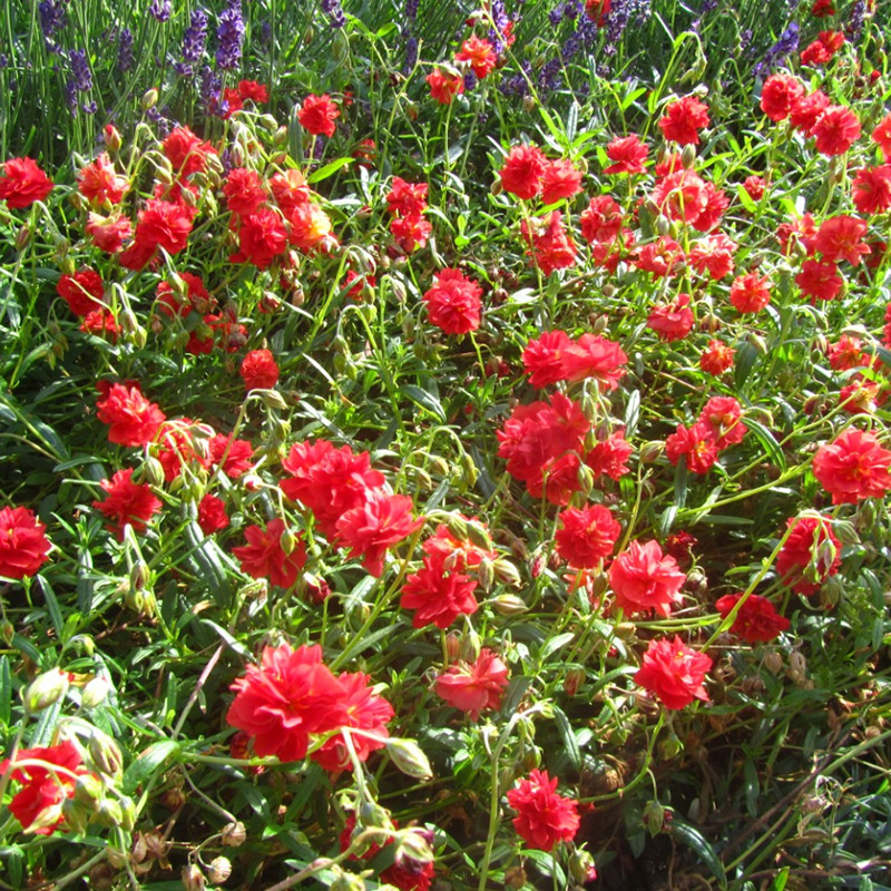 Превью изображения