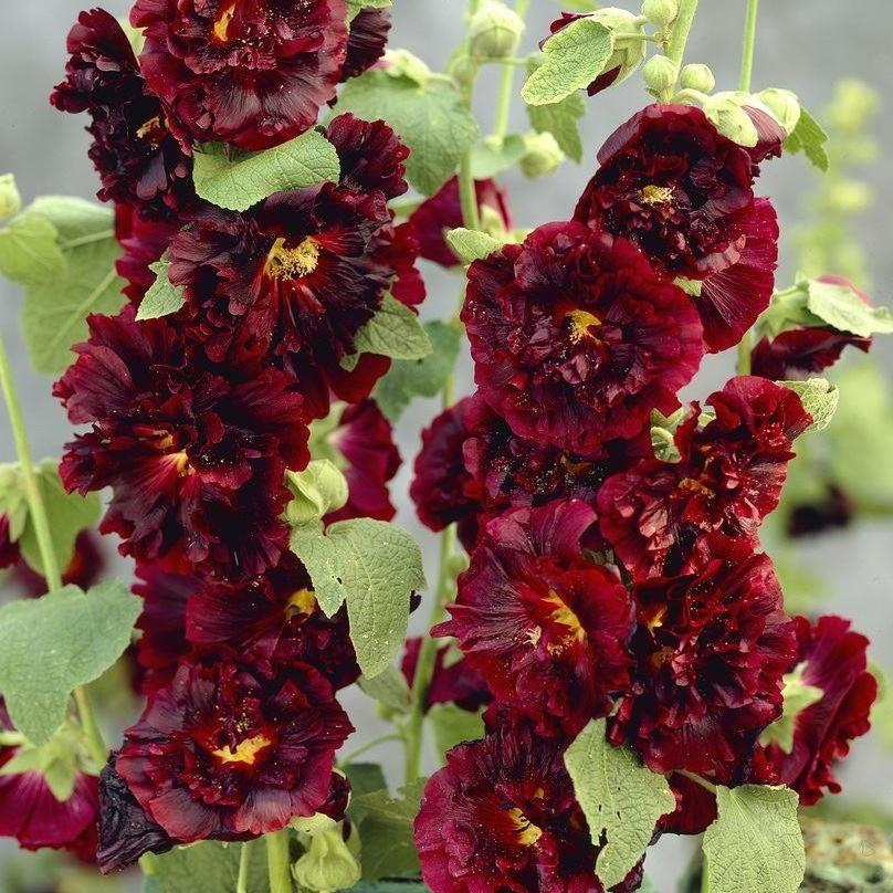 Превью изображения