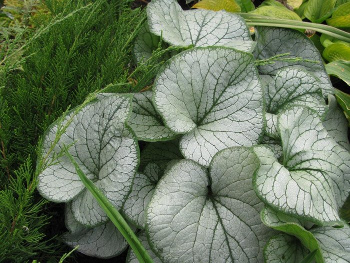 Превью изображения