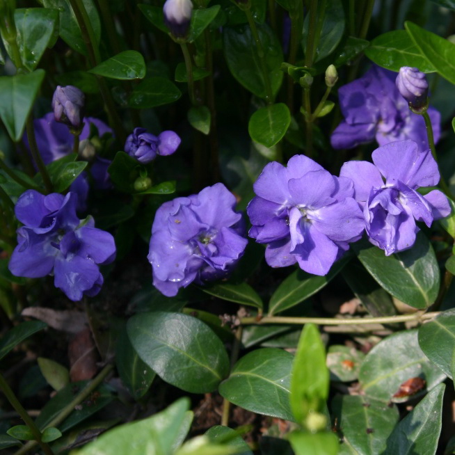 Превью изображения