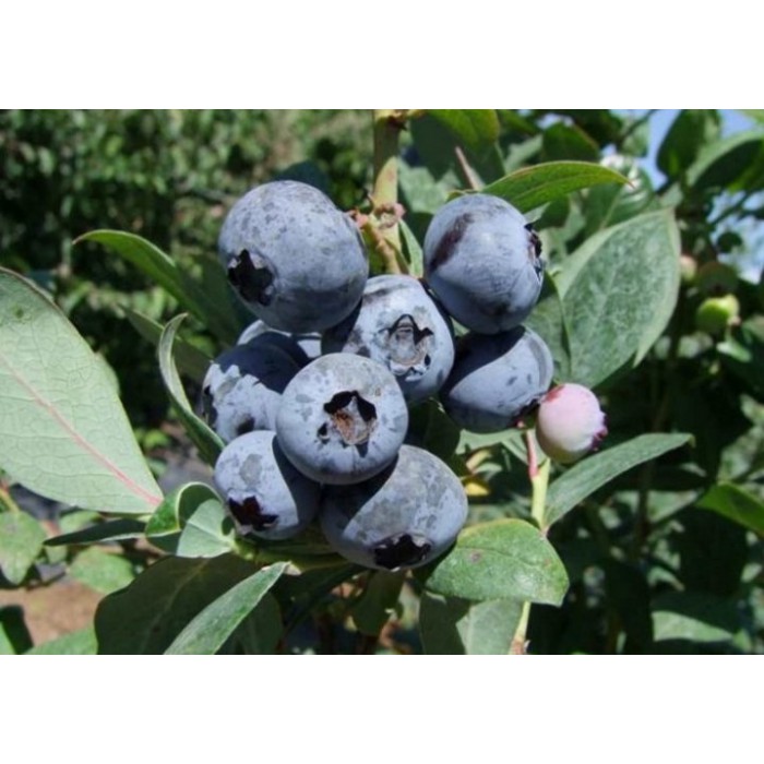 Превью изображения